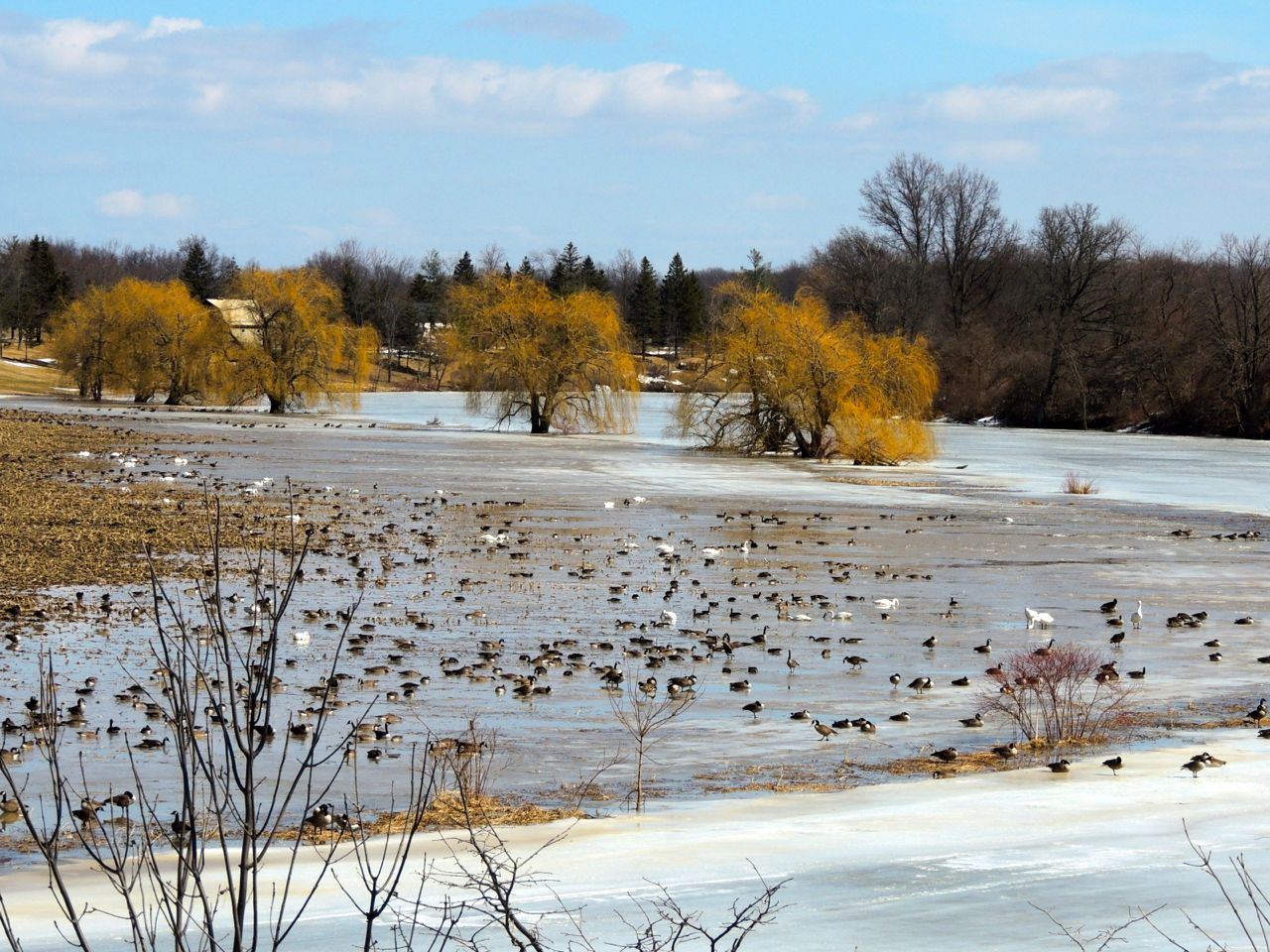 Tundra Swans + Canada Geese