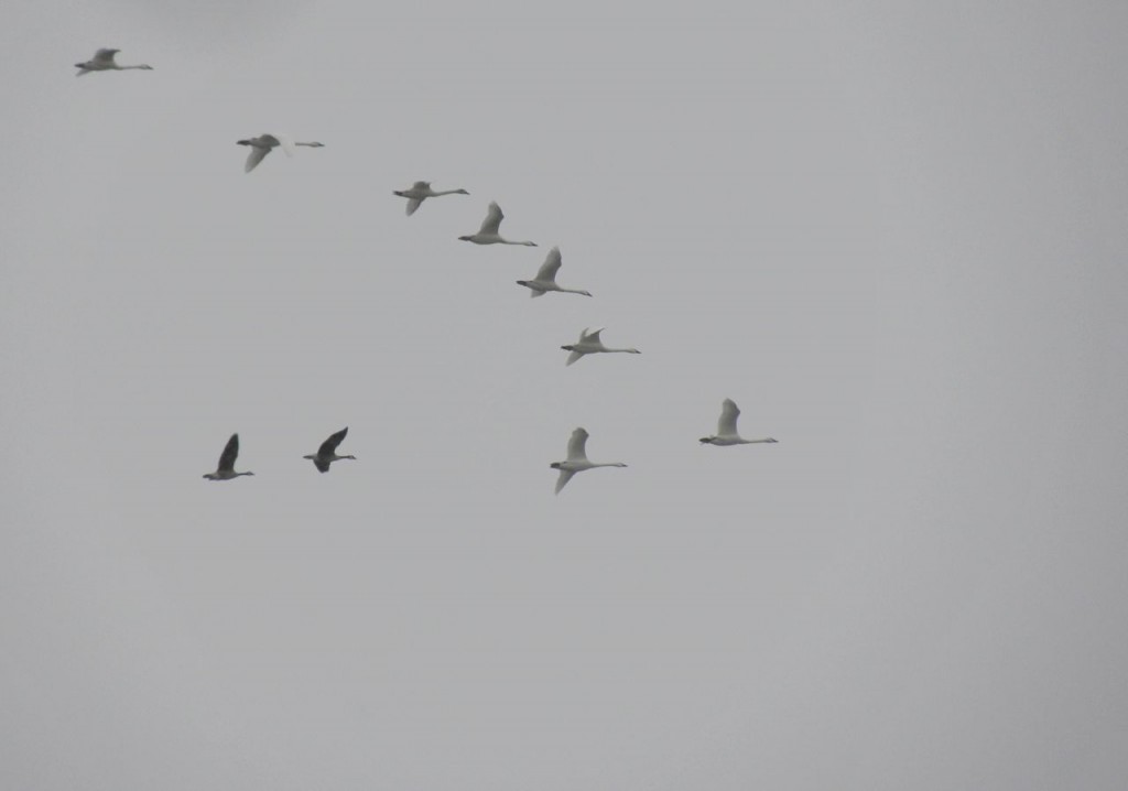 A fairly small group of Tundra Swans heading north.