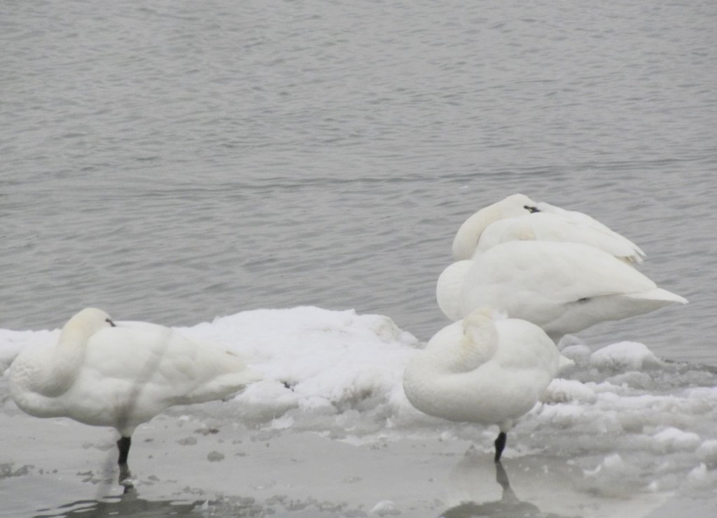 Wintering Tundra Swans on the Niagara River.