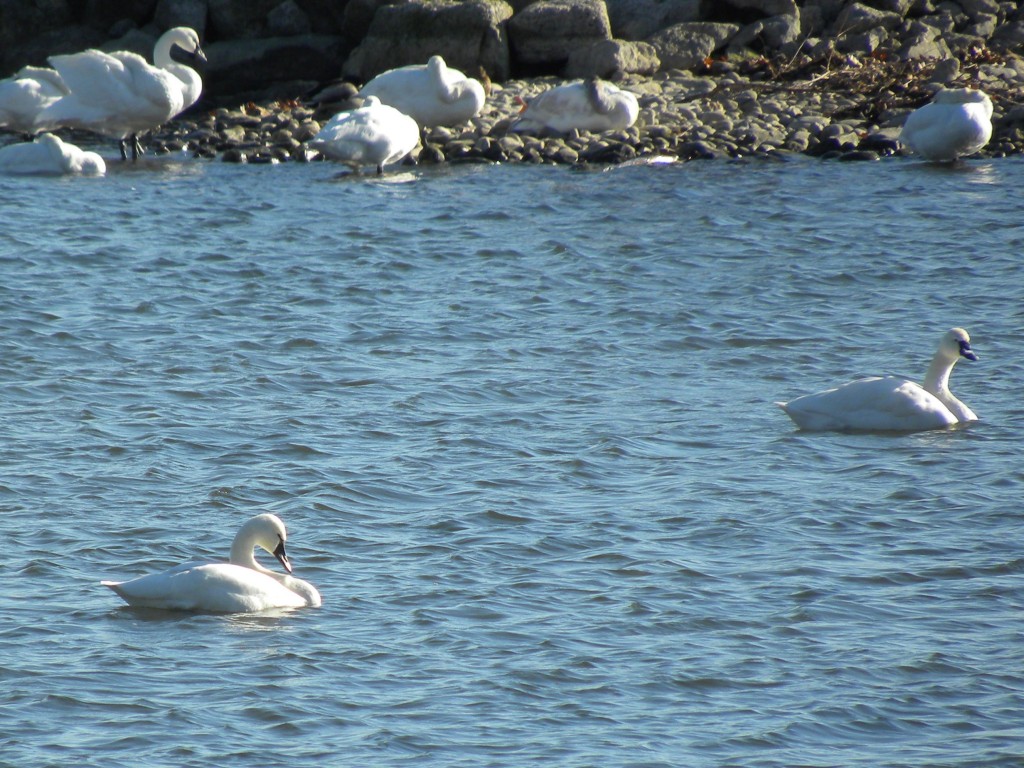 Tundra Swans. A little distant, but note the separation between the dark bill and the eye.