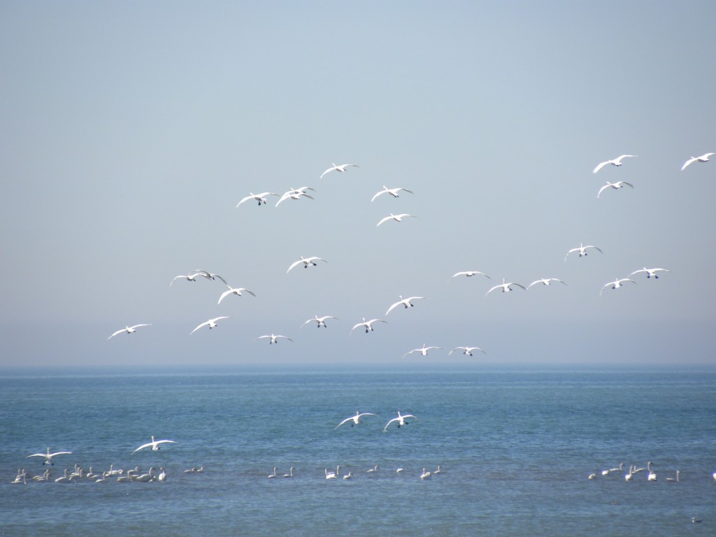 Tundra swans Lake Erie March 17 2009