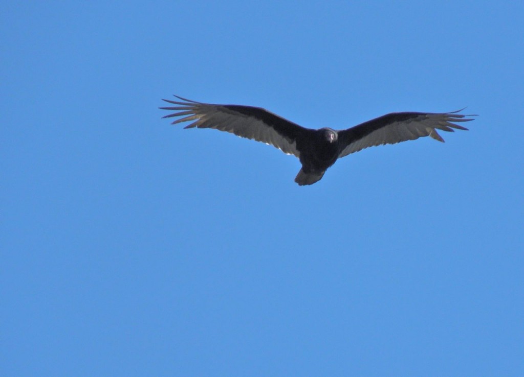 Turkey Vulture passing through.