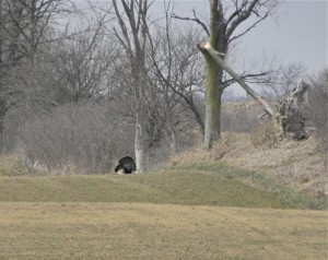 Turkey trot along the raod