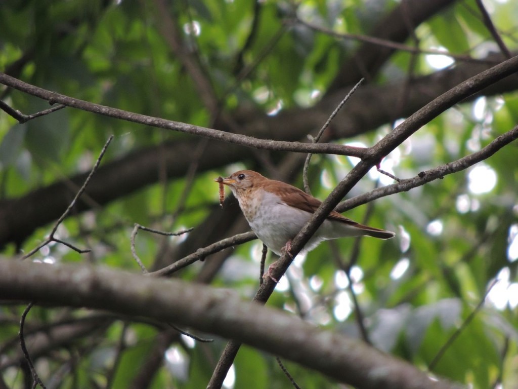 Veery carrying food