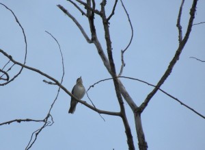 Veery in full song