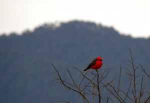 Vermillion Flycatcher. A magnificent male