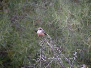 Vermillion Flycatcher - an exquisite female