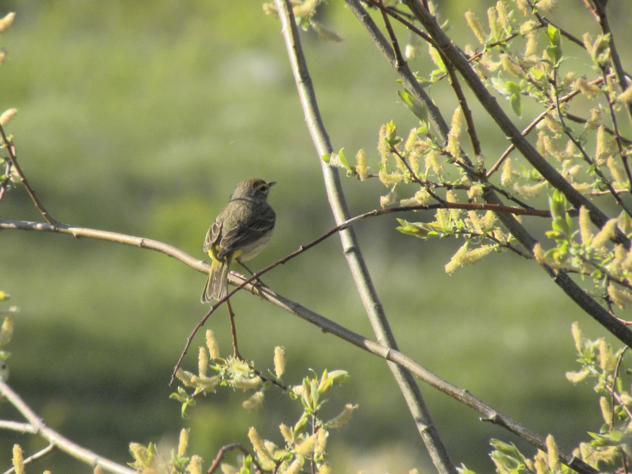 Western Palm Warbler holding still for half a second