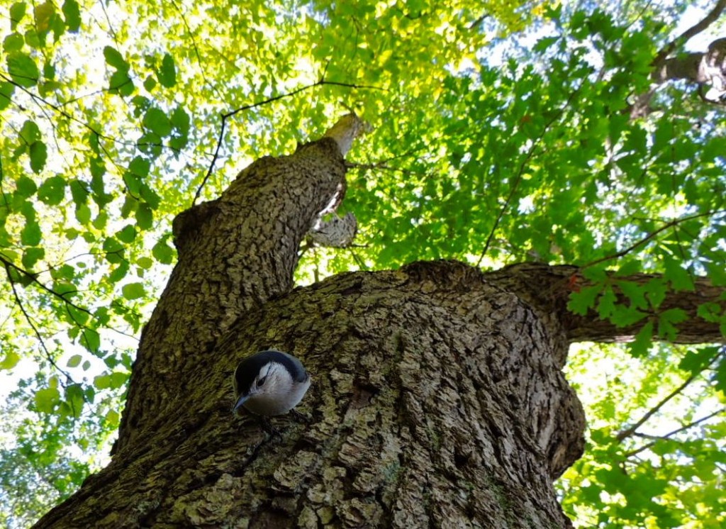 White-breasted Nuthatch.  Nuthatches, unlike woodpeckers usually go head first down a tree