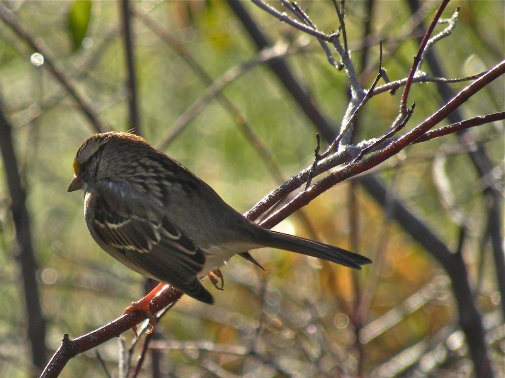 White-throated Sparrow