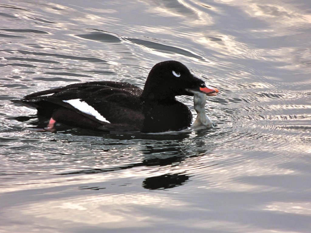 White-winged Scoter 1with food