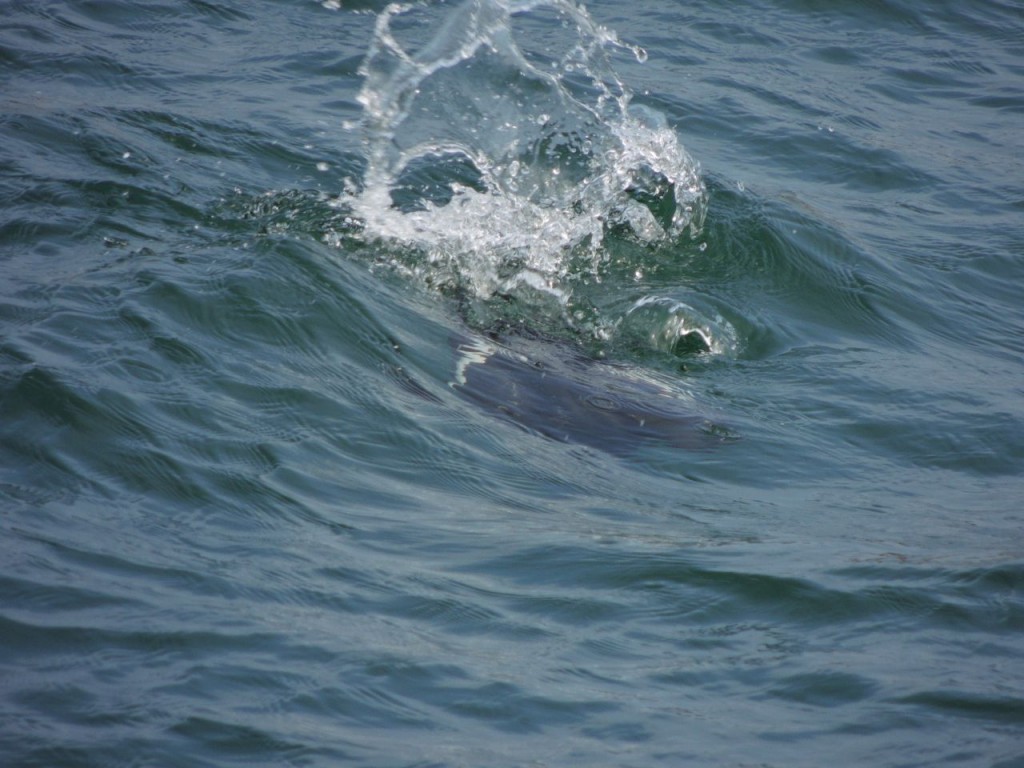 Missed (White-winged Scoter)