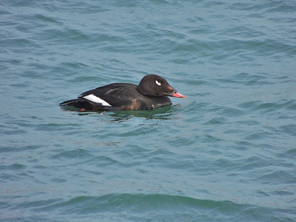 White-winged Scoter (m)