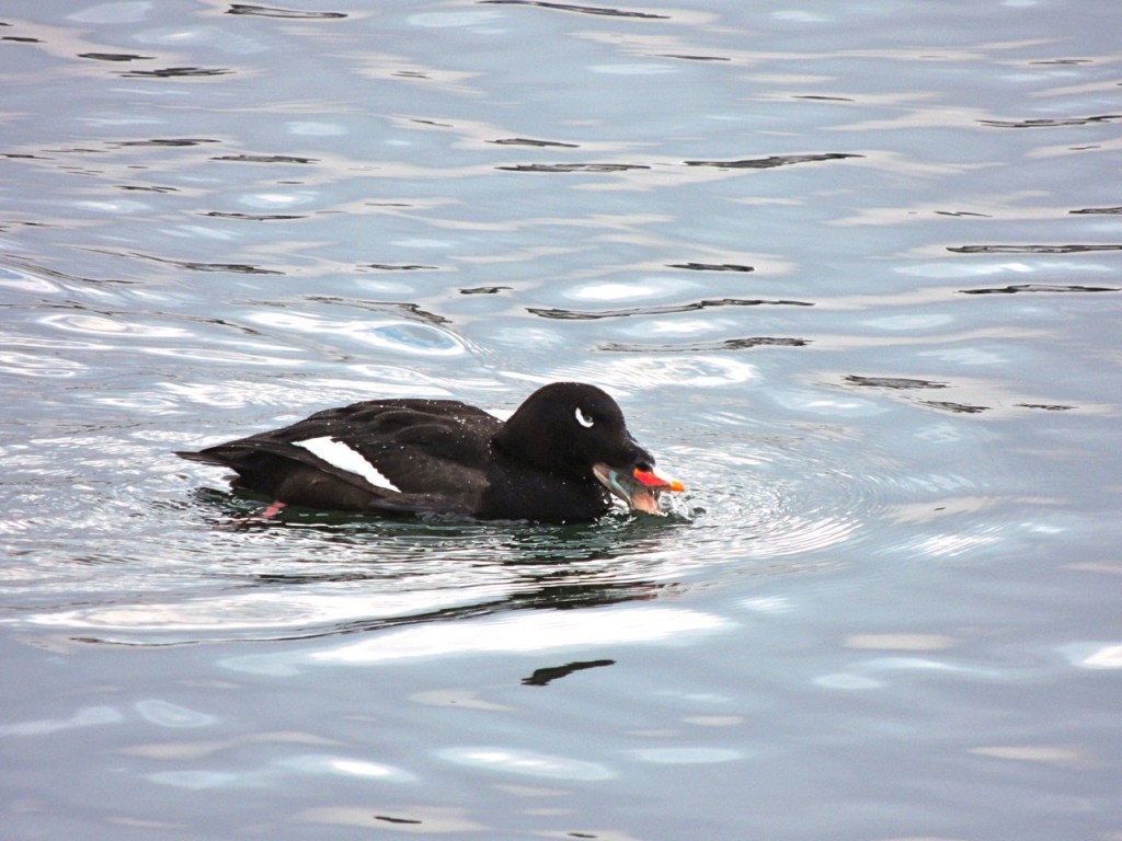 White-winged Scoter 