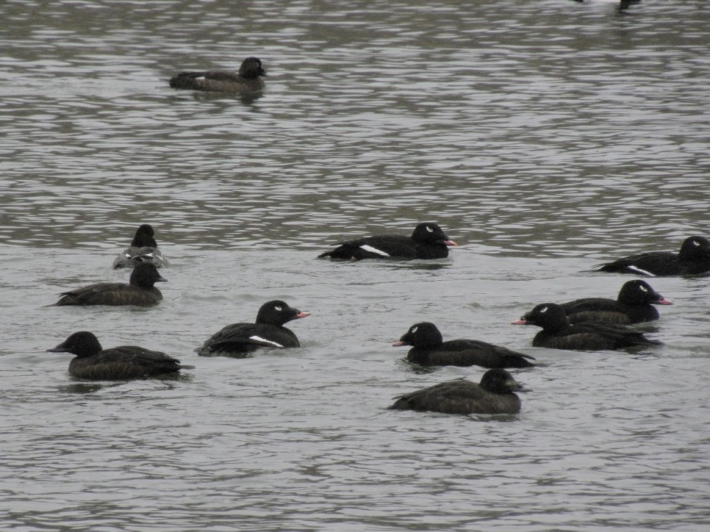 White-winged-Scoters