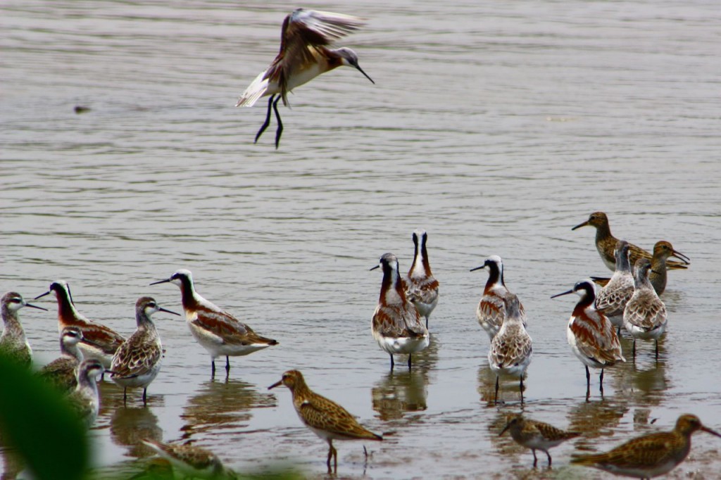 Wilsons phalaropes & Pectoral Sandpipers copyright Marvin Quintanilla