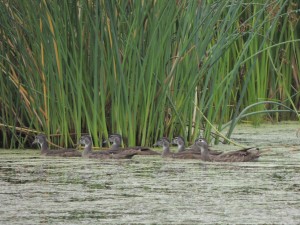 Wood Duck brood. 8 Aug 2013