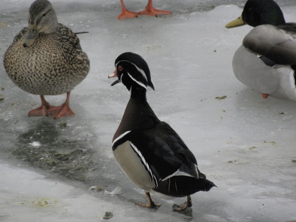 Wood Duck on the offensive.