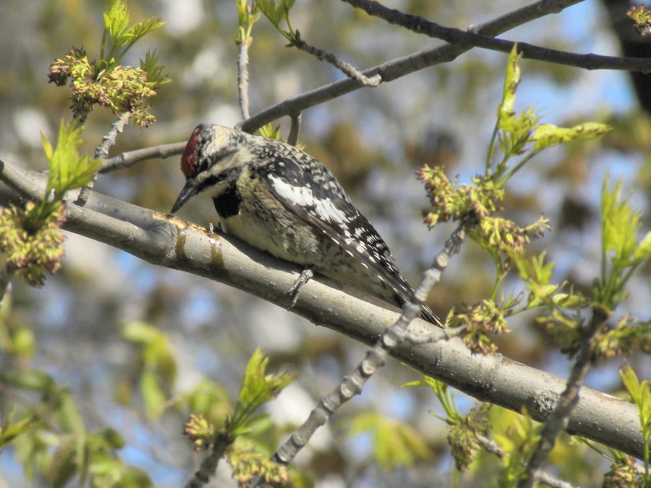 Yellow-bellied Sapsucker tapping a maple for sap.