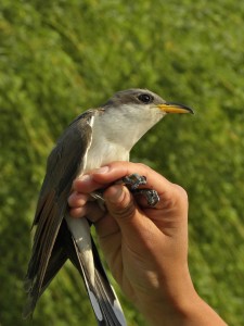 Yellow-billed Cuckoo