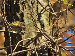 Yellow-rumped Warbler