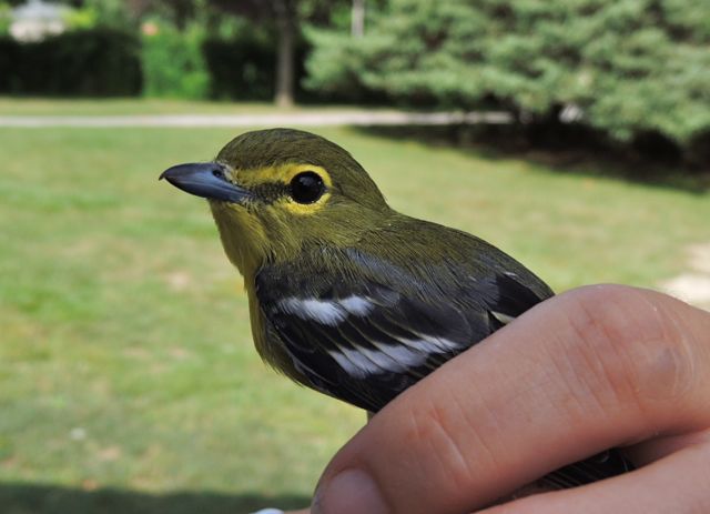 Yellow-throated Vireo