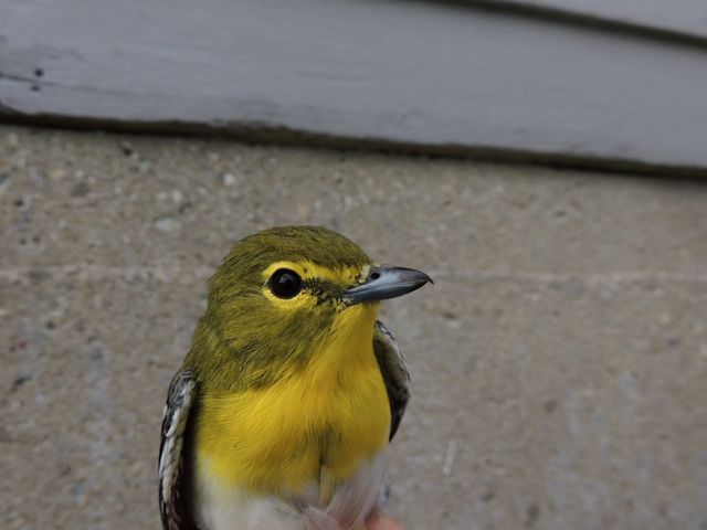 Yellow-throated Vireo portrait