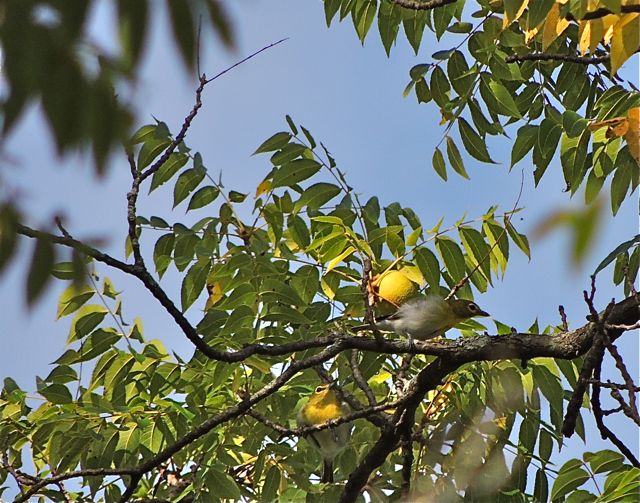 Two Yellow-throated Vireos in Black Walnut